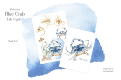 Watercolor Blue Crab Life Cycle Set Bundle Product Image 8