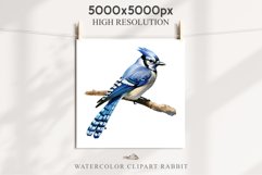 watercolor cute Blue Jay, Safari birds bird clipart, sublimation nursery drawing Savanna Blue Jay Birds Clipart Savanna PNG Nursery Art Scrapbooking Image Watercolor  Transparent Print invitation t-shirt designs sublimation kids printable digital