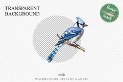 Blue Jay Birds Clipart Savanna PNG Nursery Art Scrapbooking Image Watercolor  Transparent Print invitation t-shirt designs sublimation kids printable digital watercolor cute Blue Jay, Safari birds bird clipart, sublimation nursery drawing Savanna