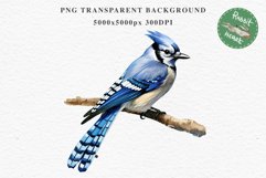 Blue Jay Birds Clipart Savanna PNG Nursery Art Scrapbooking Image Watercolor  Transparent Print invitation t-shirt designs sublimation kids printable digital watercolor cute Blue Jay, Safari birds bird clipart, sublimation nursery drawing Savanna