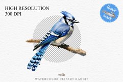 watercolor cute Blue Jay, Safari birds bird clipart, sublimation nursery drawing Savanna Blue Jay Birds Clipart Savanna PNG Nursery Art Scrapbooking Image Watercolor  Transparent Print invitation t-shirt designs sublimation kids printable digital