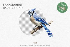 Blue Jay Birds Clipart Savanna PNG Nursery Art Scrapbooking Image Watercolor  Transparent Print invitation t-shirt designs sublimation kids printable digital watercolor cute Blue Jay, Safari birds bird clipart, sublimation nursery drawing Savanna