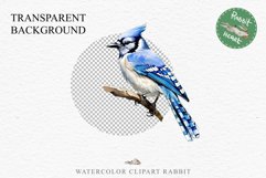 Blue Jay Birds Clipart Savanna PNG Nursery Art Scrapbooking Image Watercolor  Transparent Print invitation t-shirt designs sublimation kids printable digital watercolor cute Blue Jay, Safari birds bird clipart, sublimation nursery drawing Savanna