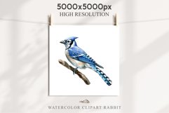 Blue Jay Birds Clipart Savanna PNG Nursery Art Scrapbooking Image Watercolor  Transparent Print invitation t-shirt designs sublimation kids printable digital watercolor cute Blue Jay, Safari birds bird clipart, sublimation nursery drawing Savanna