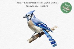 Blue Jay Birds Clipart Savanna PNG Nursery Art Scrapbooking Image Watercolor  Transparent Print invitation t-shirt designs sublimation kids printable digital watercolor cute Blue Jay, Safari birds bird clipart, sublimation nursery drawing Savanna