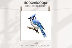 Blue Jay Birds Clipart Savanna PNG Nursery Art Scrapbooking Image Watercolor  Transparent Print invitation t-shirt designs sublimation kids printable digital watercolor cute Blue Jay, Safari birds bird clipart, sublimation nursery drawing Savanna