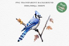 Blue Jay Birds Clipart Savanna PNG Nursery Art Scrapbooking Image Watercolor  Transparent Print invitation t-shirt designs sublimation kids printable digital watercolor cute Blue Jay, Safari birds bird clipart, sublimation nursery drawing Savanna