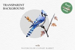 Blue Jay Birds Clipart Savanna PNG Nursery Art Scrapbooking Image Watercolor  Transparent Print invitation t-shirt designs sublimation kids printable digital watercolor cute Blue Jay, Safari birds bird clipart, sublimation nursery drawing Savanna