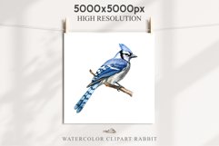 Blue Jay Birds Clipart Savanna PNG Nursery Art Scrapbooking Image Watercolor  Transparent Print invitation t-shirt designs sublimation kids printable digital watercolor cute Blue Jay, Safari birds bird clipart, sublimation nursery drawing Savanna