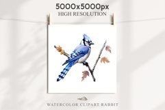 Blue Jay Birds Clipart Savanna PNG Nursery Art Scrapbooking Image Watercolor  Transparent Print invitation t-shirt designs sublimation kids printable digital watercolor cute Blue Jay, Safari birds bird clipart, sublimation nursery drawing Savanna