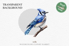 Blue Jay Birds Clipart Savanna PNG Nursery Art Scrapbooking Image Watercolor  Transparent Print invitation t-shirt designs sublimation kids printable digital watercolor cute Blue Jay, Safari birds bird clipart, sublimation nursery drawing Savanna