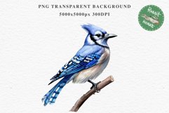 Blue Jay Birds Clipart Savanna PNG Nursery Art Scrapbooking Image Watercolor  Transparent Print invitation t-shirt designs sublimation kids printable digital watercolor cute Blue Jay, Safari birds bird clipart, sublimation nursery drawing Savanna