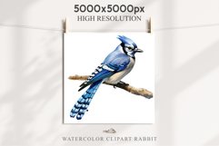 Blue Jay Birds Clipart Savanna PNG Nursery Art Scrapbooking Image Watercolor  Transparent Print invitation t-shirt designs sublimation kids printable digital watercolor cute Blue Jay, Safari birds bird clipart, sublimation nursery drawing Savanna