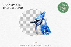 Blue Jay Birds Clipart Savanna PNG Nursery Art Scrapbooking Image Watercolor  Transparent Print invitation t-shirt designs sublimation kids printable digital watercolor cute Blue Jay, Safari birds bird clipart, sublimation nursery drawing Savanna