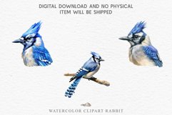 watercolor cute Blue Jay, Safari birds bird clipart, sublimation nursery drawing Savanna Blue Jay Birds Clipart Savanna PNG Nursery Art Scrapbooking Image Watercolor  Transparent Print invitation t-shirt designs sublimation kids printable digital