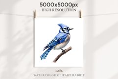 Blue Jay Birds Clipart Savanna PNG Nursery Art Scrapbooking Image Watercolor  Transparent Print invitation t-shirt designs sublimation kids printable digital watercolor cute Blue Jay, Safari birds bird clipart, sublimation nursery drawing Savanna