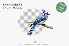 Blue Jay Birds Clipart Savanna PNG Nursery Art Scrapbooking Image Watercolor  Transparent Print invitation t-shirt designs sublimation kids printable digital watercolor cute Blue Jay, Safari birds bird clipart, sublimation nursery drawing Savanna