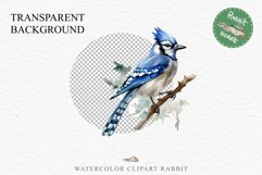 Blue Jay Birds Clipart Savanna PNG Nursery Art Scrapbooking Image Watercolor  Transparent Print invitation t-shirt designs sublimation kids printable digital watercolor cute Blue Jay, Safari birds bird clipart, sublimation nursery drawing Savanna