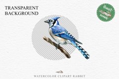 Blue Jay Birds Clipart Savanna PNG Nursery Art Scrapbooking Image Watercolor  Transparent Print invitation t-shirt designs sublimation kids printable digital watercolor cute Blue Jay, Safari birds bird clipart, sublimation nursery drawing Savanna