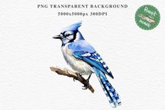 Blue Jay Birds Clipart Savanna PNG Nursery Art Scrapbooking Image Watercolor  Transparent Print invitation t-shirt designs sublimation kids printable digital watercolor cute Blue Jay, Safari birds bird clipart, sublimation nursery drawing Savanna