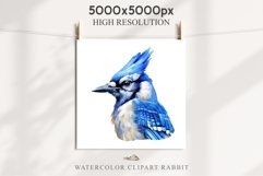 Blue Jay Birds Clipart Savanna PNG Nursery Art Scrapbooking Image Watercolor  Transparent Print invitation t-shirt designs sublimation kids printable digital watercolor cute Blue Jay, Safari birds bird clipart, sublimation nursery drawing Savanna