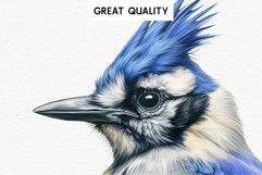 watercolor cute Blue Jay, Safari birds bird clipart, sublimation nursery drawing Savanna Blue Jay Birds Clipart Savanna PNG Nursery Art Scrapbooking Image Watercolor  Transparent Print invitation t-shirt designs sublimation kids printable digital