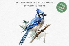 Blue Jay Birds Clipart Savanna PNG Nursery Art Scrapbooking Image Watercolor  Transparent Print invitation t-shirt designs sublimation kids printable digital watercolor cute Blue Jay, Safari birds bird clipart, sublimation nursery drawing Savanna