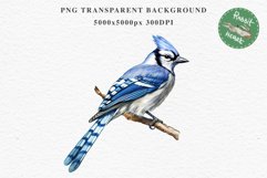 Blue Jay Birds Clipart Savanna PNG Nursery Art Scrapbooking Image Watercolor  Transparent Print invitation t-shirt designs sublimation kids printable digital watercolor cute Blue Jay, Safari birds bird clipart, sublimation nursery drawing Savanna