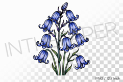 Felt tip pen marker drawing Bluebell PNG flower clipart Product Image 1