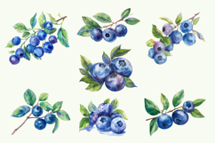 Blueberries Watercolor Cliparts Png Product Image 2