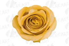 Watercolor Yellow and blush pink flowers, leaves clip art Product Image 13