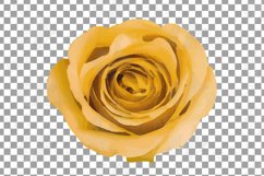 Watercolor Yellow and blush pink flowers, leaves clip art Product Image 18