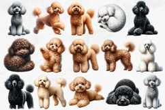 Poodle Clipart Bundle, 44 Watercolor Dog PNGs Product Image 2