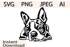 Boston Terrier/Dog Svg/Png/Jpg/Ai/Vector purebred breed Product Image 1