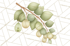 Botanical Clipart Leaves Flowers Succulents Branches PNG Product Image 5