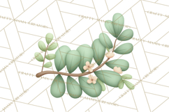 Botanical Clipart Leaves Flowers Succulents Branches PNG Product Image 5