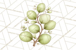 Botanical Clipart Leaves Flowers Succulents Branches PNG Product Image 4