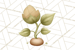 Botanical Clipart Leaves Flowers Succulents Branches PNG Product Image 5