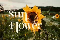 Brista - Elegant Serif Font Product Image 5