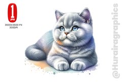 British Shorthair - JPG File Product Image 1