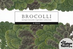 Brocolli Vintage Vegetable Botanical Clip Art Product Image 1