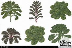 Brocolli Vintage Vegetable Botanical Clip Art Product Image 2