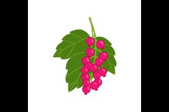 Isolated on white, Sambucus ayurvedic medicinal herb Product Image 1