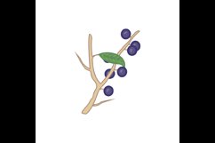 Isolated on a white background a blackthorn fruit bunch Product Image 1
