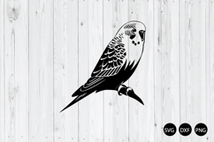 Budgie Bird SVG, Bird SVG, Animal SVG Product Image 1