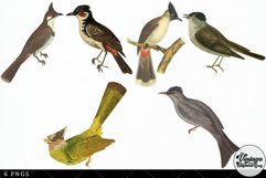 Bulbul Vintage Animal illustration Clip Art, Clipart Product Image 3