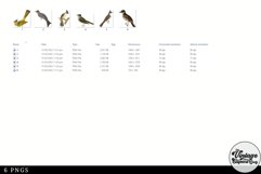 Bulbul Vintage Animal illustration Clip Art, Clipart Product Image 2