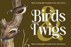 Bulings Nature - Vintage Serif Display Product Image 11