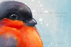 Winter Bullfinch Bird Illustration PNG Product Image 2