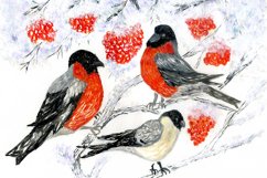 Bullfinches and Rowan drawing Product Image 1
